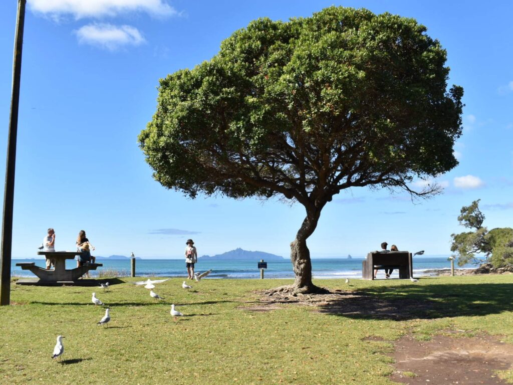 A Thoughtful, Paced Approach to Healing at Healing Wave Ozone New Zealand 