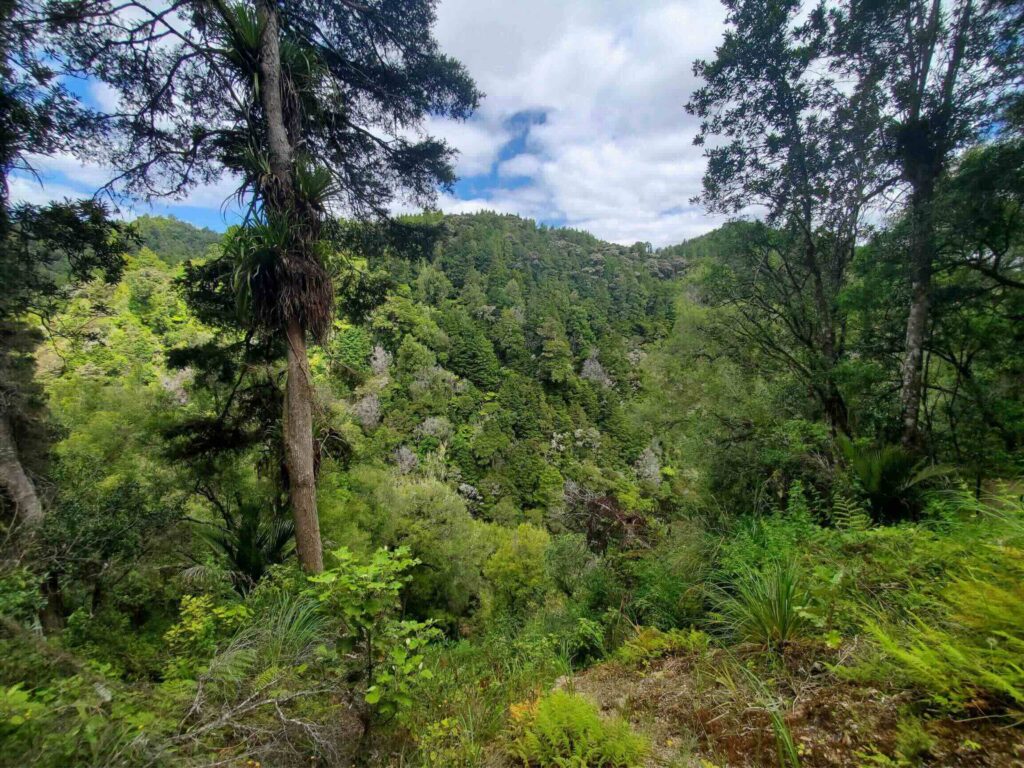 Common Long Covid Symptoms Healing Wave Ozone Therapy New Zealand