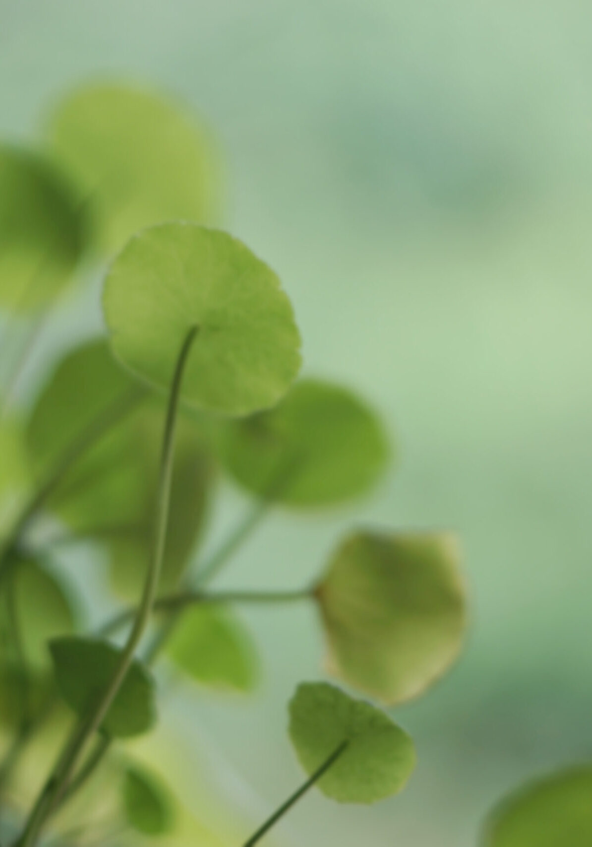 Naturopath New Zealand Healing Wave Naturopath New Zealand Healing Wave